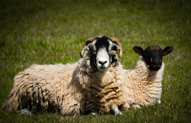 Ewe and Lamb and enjoying the summer Sun