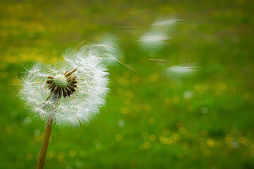 Dandelion seeds flying in the wind