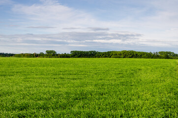 Field on a background of the blue sky with clouds