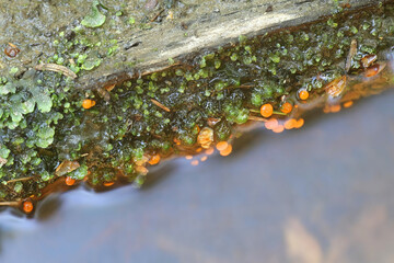 Vibrissea truncorum, a sac fungus with no common english name growing in forest streams in Finland during springtime