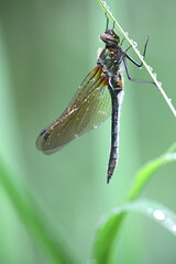 Cordulia aenea, known as the downy emerald, a dragonfly from Finland