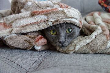 Fototapeta na wymiar cat in the blanket