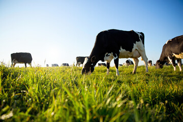 Troupeau de vache laitière broutant dans la campagne au printemps.