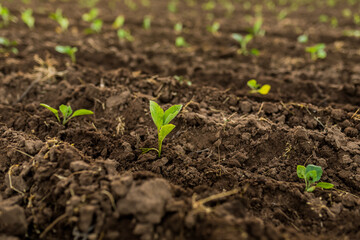 young sprouts in the soil, month from the date of landing