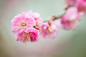 梅もイロイロ、紅梅・白梅、春の香りが漂います
