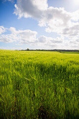 Champ de blé vert dans la campagne française au printemps.