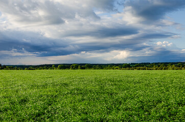 Fototapeta na wymiar Dark blue clouds over a light green field