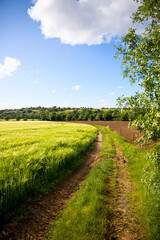 Naklejka premium Paysage de campagne au printemps, chemin traversant les champs.
