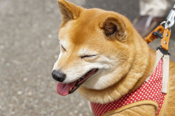 笑っているような豆柴