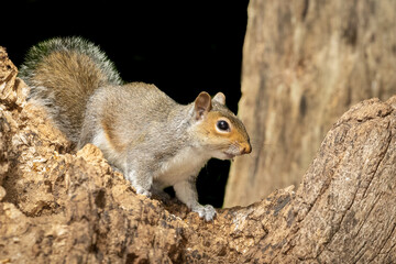 squirrel in the park