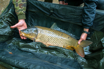 Obraz premium magnificent carp fish bathes in clear running water in a lake under the mountains
