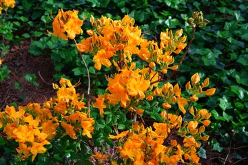 Gardinen Fiery orange deciduous azalea flowers © eqroy