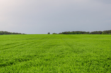 Cloudy weather over wheat field. The sky darkened before the rain