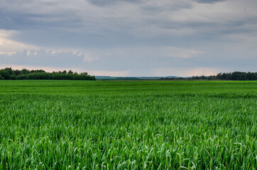 Green wheat field in the distance it's raining. Weather before the rain