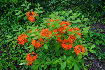 Fiery orange deciduous azalea flowers