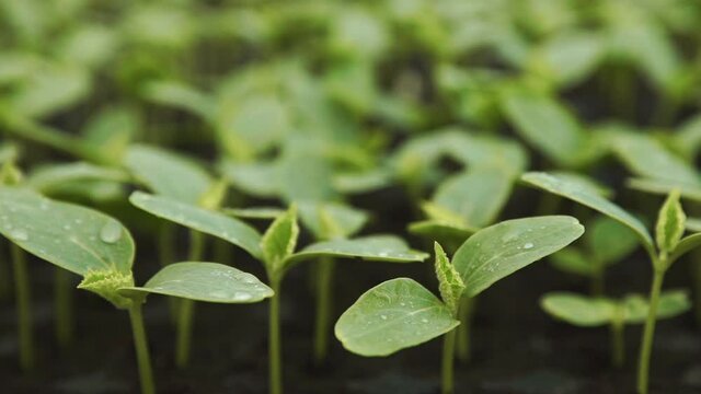 Close uo of young cucumber seedling