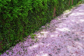 Pink cherry blossom petals covering the ground under sakura trees in the spring © eqroy