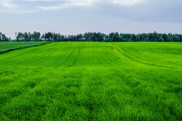 Obraz premium Wheat was fed with fertilizers. Rural landscape