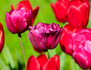 Naklejka premium The bright red and yellow tulips in the garden illuminated by the morning rays of the sun. Spring flowers at home.