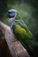Lord Derby Parakeet Closeup