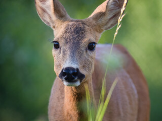 Impressive portrait of a wild roe deer in the green grass (Capreolus capreolus)
