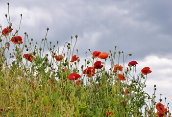 Red poppies in a field with a blue sky background.