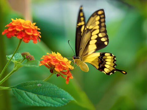 Butterfly Life USA 蝶々 キャンバスF4号 Butterfly Life USA