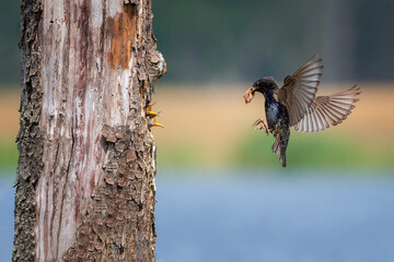 A flying bird feeds its young,common starling,Sturnus vulgaris,flying to the nesthole to feed begging,chicks with opened beak 