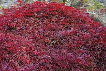 Red foliage of the weeping Laceleaf Japanese Maple tree (Acer palmatum)