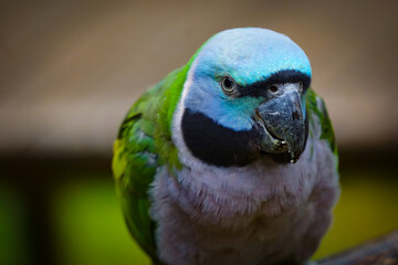 Lord Derby Parakeet Closeup