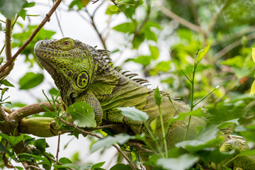 iguana on a branch