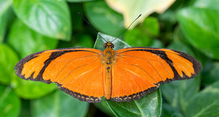 butterfly on a leaf