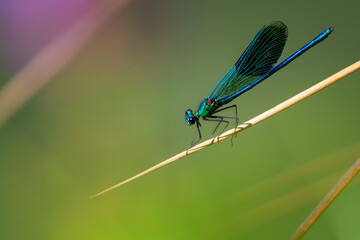 blue dragonfly on a green leaf