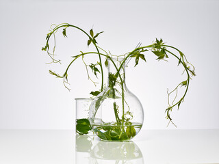 plantes et feuilles naturelles dans de la verrerie de laboratoire pour la recherche scientifique, ballon, bécher, éprouvette