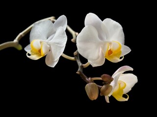 Close-up of blooming white moth orchid flowers on the black background. Phalaenopsis philippinensis.