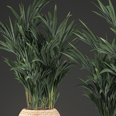 palm tree in a basket isolated on black background