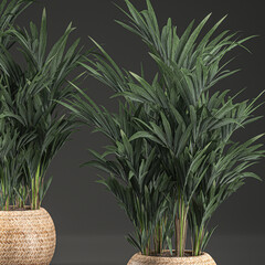 palm tree in a basket isolated on black background