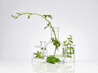 plantes et feuilles naturelles dans de la verrerie de laboratoire pour la recherche scientifique, ballon, bécher, éprouvette