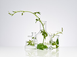 plantes et feuilles naturelles dans de la verrerie de laboratoire pour la recherche scientifique, ballon, bécher, éprouvette