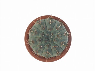 Top view Gymnocalycium vatteri cactus plants in small pot isolated on white background with copy space. A plant that has thorns and is highly resistant to drought.Cactus is popular as a hobby