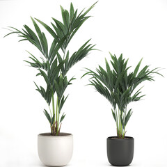  palm tree in a white pot isolated on white background