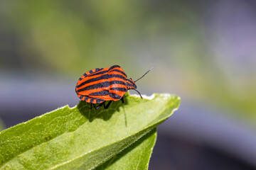 Fototapeta na wymiar Graphosoma italicum. This insect is also known as the Striped bug (or Italian striped bug) and Minstrel bug. This species of bug has black and red stripes and could be found everywhere in Europe.