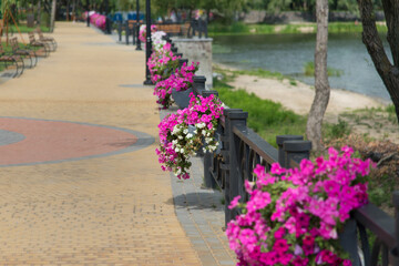 Park area with petunia flowers