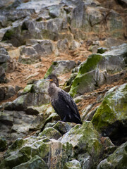 Neotropic Cormorant sitting on rocks, Islas Ballestas, Peru 