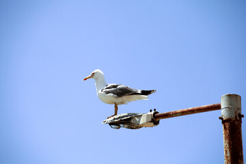 Obraz premium seagull on the roof