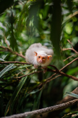 Silvery Marmoset white monkey in tropic rainforest tree