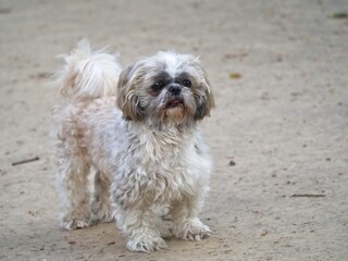 Shih Tzu dog standing on the path. Curious face. Blurred grey path in the background.