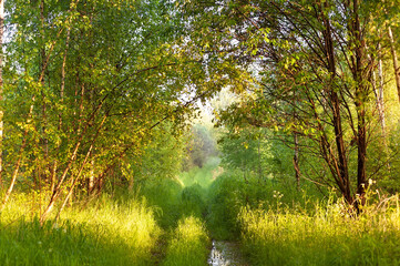 Landscape of nature countryside