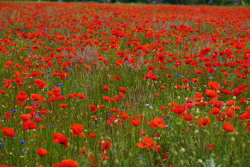 Fototapeta premium Red poppies fields
