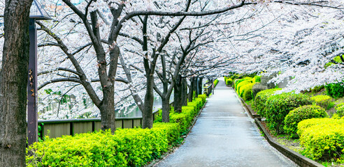 Fototapety  Chodnik pod drzewem sakura, które jest romantyczną sceną atmosfery w Japonii